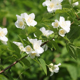 White Mock Orange Plant 3-5 Inch Tall in 4" Pot, Mock Orange Flower Plants, Hardy Ornamental Shrub for Outdoor Garden
