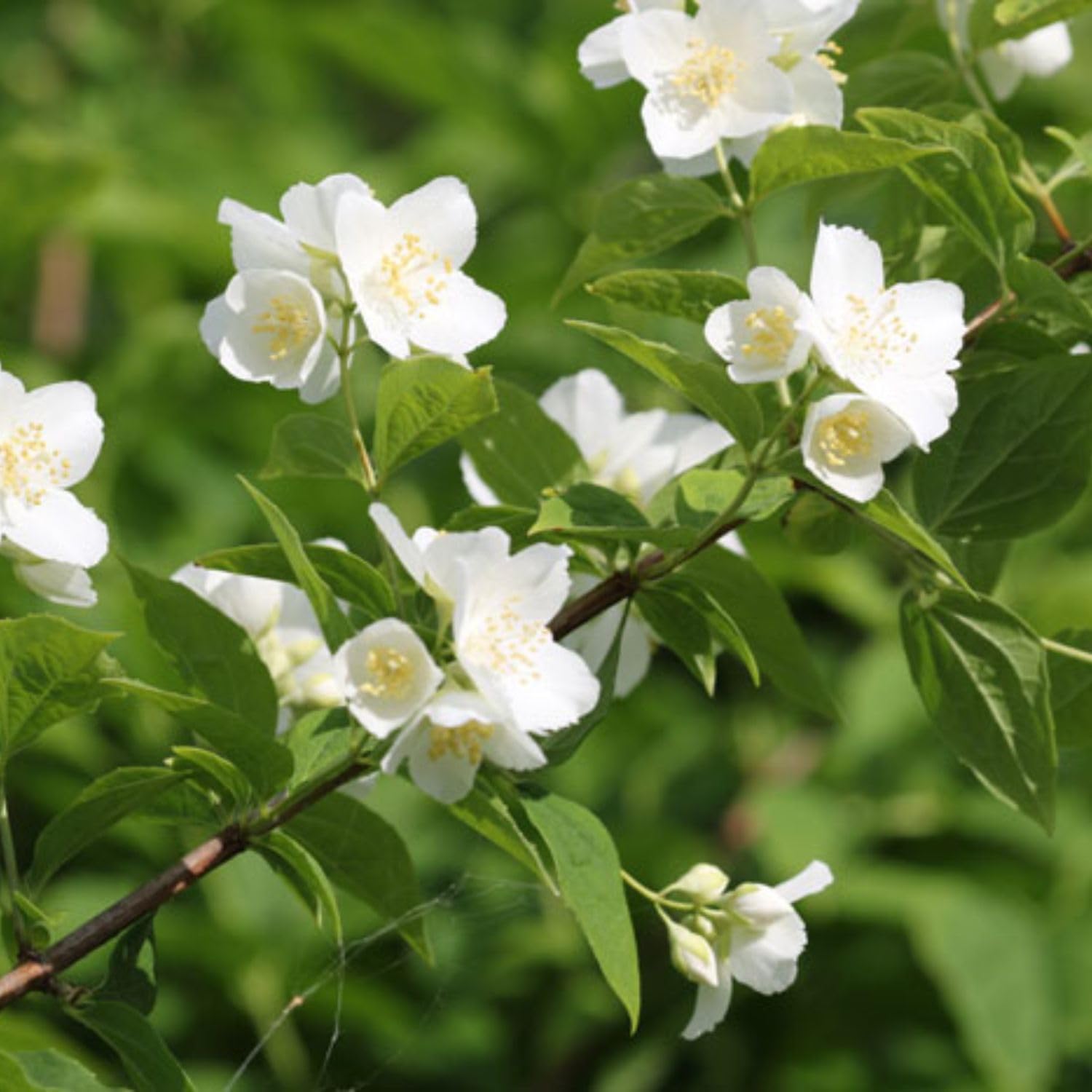 White Mock Orange Plant 3-5 Inch Tall in 4" Pot, Mock Orange Flower Plants, Hardy Ornamental Shrub for Outdoor Garden