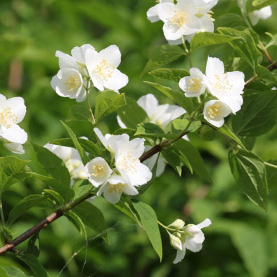 White Mock Orange Plant 3-5 Inch Tall in 4" Pot, Mock Orange Flower Plants, Hardy Ornamental Shrub for Outdoor Garden