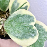 Hoya Kerrii Variegated Plant Live, Hoya Heart Leaf Live in 2 Inches Pot, Indoor Outdoor Houseplant