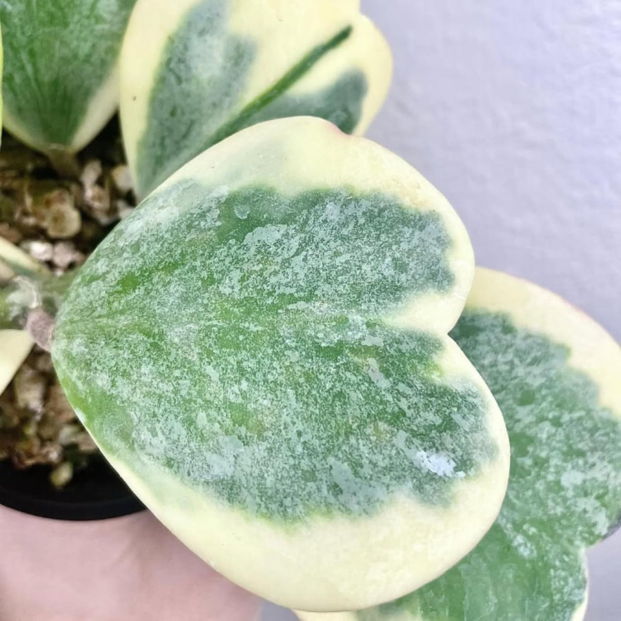 Hoya Kerrii Variegated Plant Live, Hoya Heart Leaf Live in 2 Inches Pot, Indoor Outdoor Houseplant
