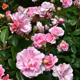 Rose Bush Live Plant - Climbing Rose Plant Live - Bareroot with Soil 7-10 Inch Tall - Fragrant Rose Flowers Heirloom Rose Shrub (Pink Rose)