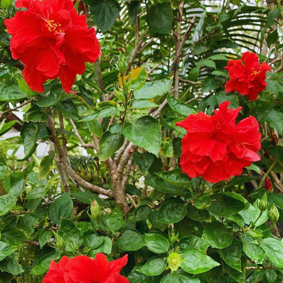 2 Hardy Hibiscus Plants Live, Hibiscus Flowers Plants Tree, 3 to 5Inc Long (Double Red)