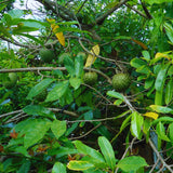 Soursop Tree Live Plant, Annona Muricata Sweet Plant, Soursop Guanabana Plant 4 Inc Pot Home Orchard
