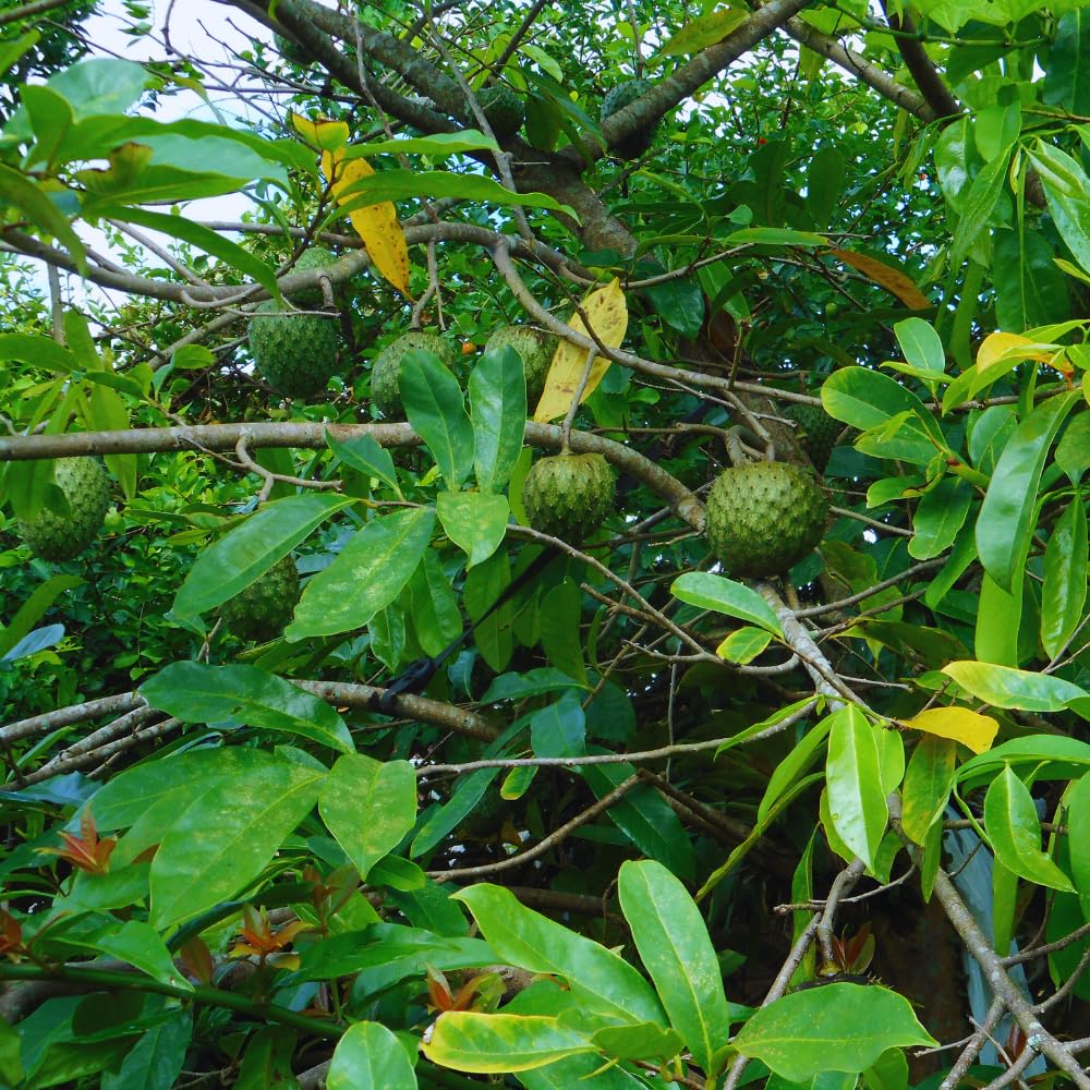 Soursop Tree Live Plant, Annona Muricata Sweet Plant, Soursop Guanabana Plant 4 Inc Pot Home Orchard