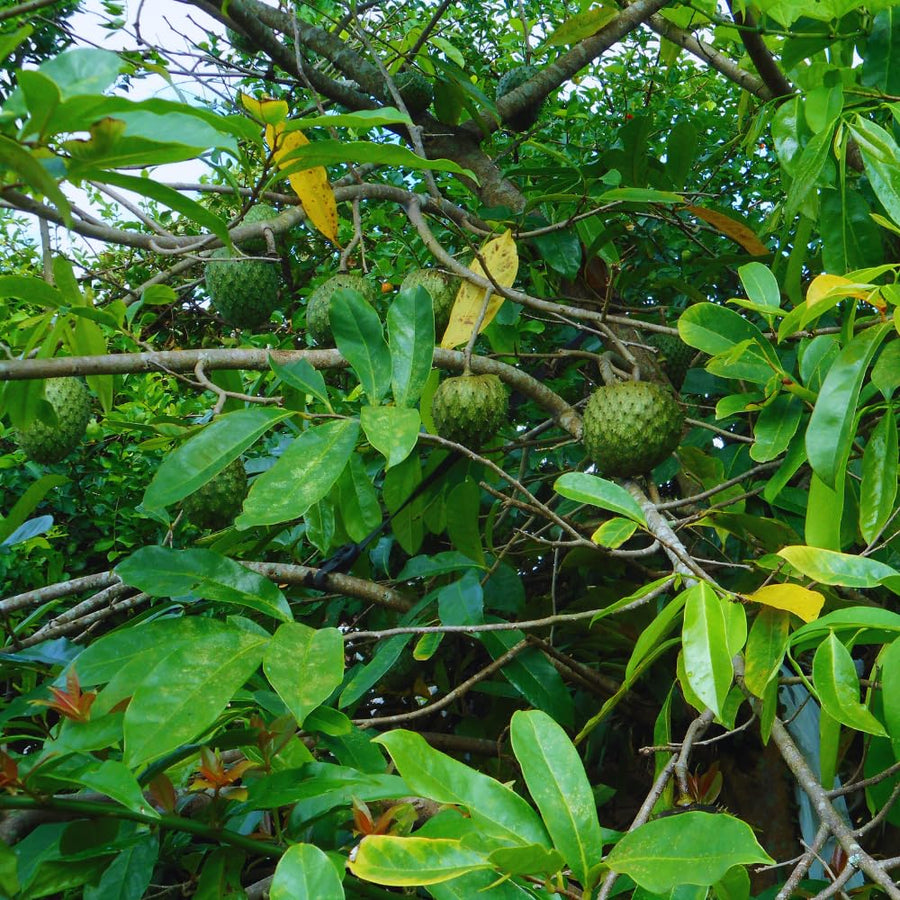 Soursop Tree Live Plant, Annona Muricata Sweet Plant, Soursop Guanabana Plant 4 Inc Pot Home Orchard