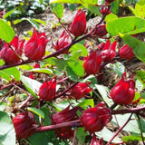 Pack of 50 Roselle Seeds, Hibiscus Sabdariffa Seeds, Herbal Hibiscus Seeds for Outdoor Garden