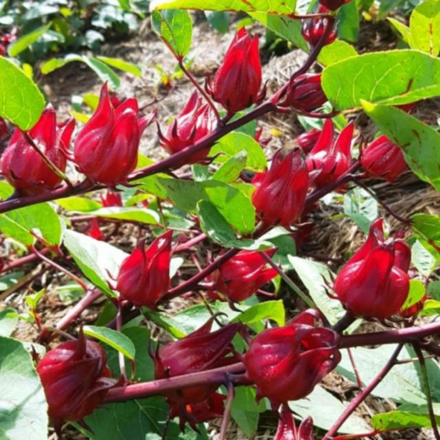 Pack of 50 Roselle Seeds, Hibiscus Sabdariffa Seeds, Herbal Hibiscus Seeds for Outdoor Garden