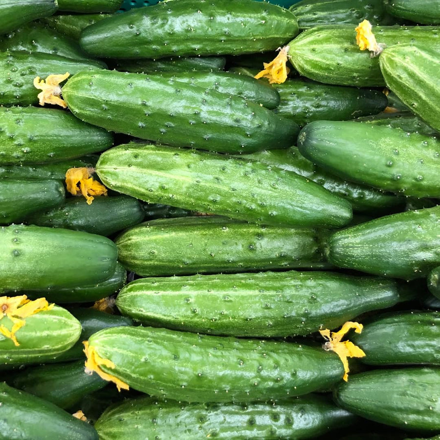 Cucumber Plants Live in 4'' Pot, Vegetable Plants, Cucumber Live Plants for Outdoor Planting, Live Green Cucumbers Plants