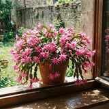 Easter Cactus Live Plant, Easter Cactus Plant 5 Inches in Height, 4 Inch Pot, Bright Bloom Flowering Houseplant for Planting (Pink)