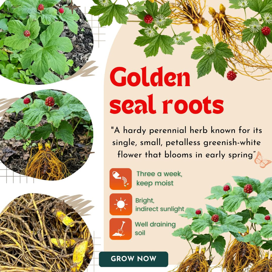 5 Golden Seal Roots for Planting, Goldenseal Plants Live from 4''Tall, Shrub Garden
