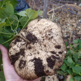 48 Jicama Seeds for Planting, Sweet Root Vegetable for Garden Growing