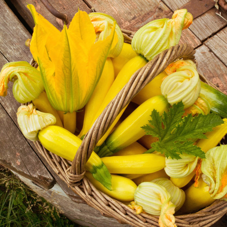 50 Yellow Zucchini Seeds for Planting, Summer Squash Vegetable Seeds, Garden Seeds for Outdoor Growing