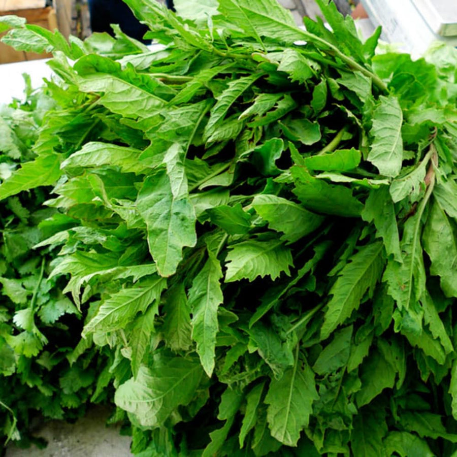 Epazote Plant Live, 4 Inch Pot, Epazote Herb for Culinary and Garden Growing