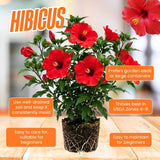 Red Hibiscus Plant Live, Well-Rooted Hibiscus Flowers, 5-7 Inches Tall, Tropical Flowering for Indoor Outdoor Planting