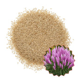 Set 200 Purple Pampas Grass Seeds for Planting, Pampas Grass, Ornamental Grass for Garden Decor, Landscape