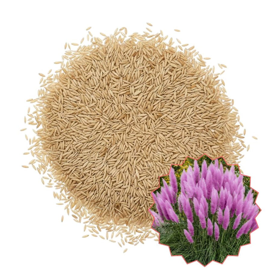 Set 200 Purple Pampas Grass Seeds for Planting, Pampas Grass, Ornamental Grass for Garden Decor, Landscape
