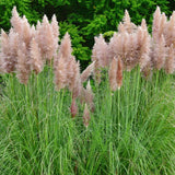 Pack 2 Pampas Grass Plants, Live Pampas Perennial Grasses 4-8 Inches, Ornamental Grass for Outdoor Garden Landscaping - Mixed Pampas