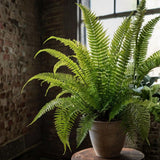 10 Hay Scented Fern Live Rhizomes, Shade Perennial Fern Plants for Outdoor Growing, Hardy, Fast Growing