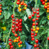 Red Cherry Tomato Plant Live, Tomato Plants Live for Planting, Sweet Fruit, 8-10 Inches in Height, 4 Inch Pot