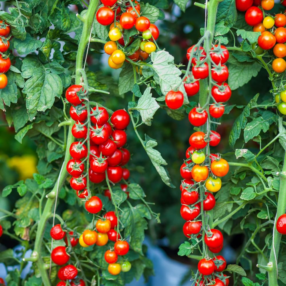 Red Cherry Tomato Plant Live, Tomato Plants Live for Planting, Sweet Fruit, 8-10 Inches in Height, 4 Inch Pot