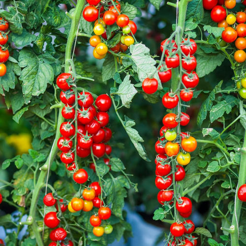 Red Cherry Tomato Plant Live, Tomato Plants Live for Planting, Sweet Fruit, 8-10 Inches in Height, 4 Inch Pot