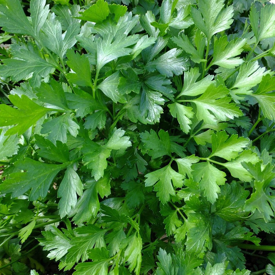 250 Parsley Seeds for Planting, Herb Seeds for Garden, Indoor and Outdoor Growing
