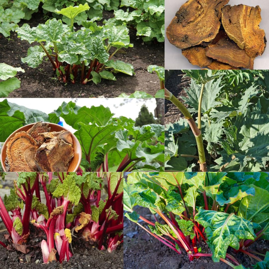 Pack of 100 Red Rhubarb Seeds for Planting, Rhubarb Plant Seeds for Outdoor Gardening, Perennial Vegetable Seeds for Home Garden Beds or Containers