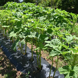 Okra Live Plant, Green Okra Plant from 3-5 Inches Tall, 4" Pot, Fast Growing Vegetable Plant for Raised Beds and Home Gardens, 2 Plant Per Pot