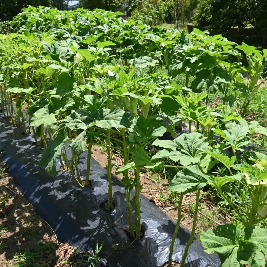 Okra Live Plant, Green Okra Plant from 3-5 Inches Tall, 4" Pot, Fast Growing Vegetable Plant for Raised Beds and Home Gardens, 2 Plant Per Pot