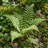 10 Lady Fern Live Rhizomes, Shade Perennial Fern Plants for Outdoor Growing, Hardy, Fast Growing