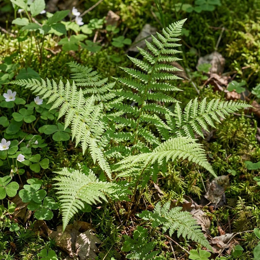10 Lady Fern Live Rhizomes, Shade Perennial Fern Plants for Outdoor Growing, Hardy, Fast Growing