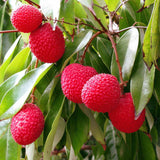 Live Lychee Fruit Tree, 3 Feet Tall Tropical Litchi Tree for Home Garden and Patio