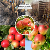 Honey Crisp Apple Tree Live Plant Bareroot 2-3 Feet Tall, Red Apple Plant Live for Planting, Live Apple Tree Plant, Apple Fruit Tree