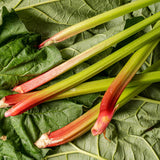 Set 5 Red Rhubarb Plants Roots for Planting, Rhubarb Root Plant, Rhubarb Plants Live Root, Hardy Vegetable