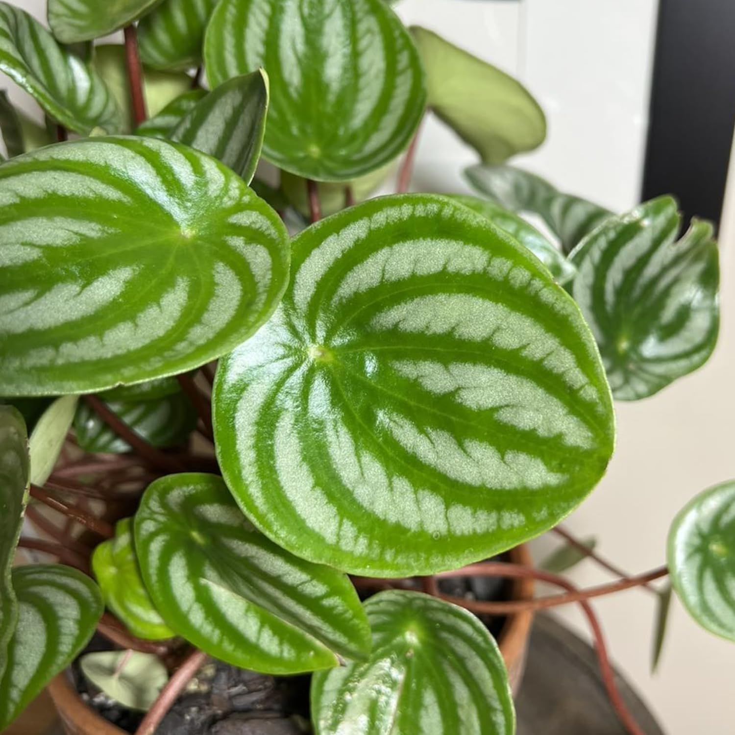 Peperomia Live Plant, Size 4 to 6 Inch Tall - Peperomia Watermelon Plant, Rooted Peperomia Houseplant Starter Plant Without Pot