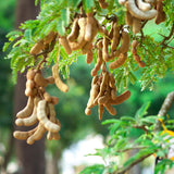Live Tamarind Tree Plant, Tamarind Fruit Tree, Tropical Fruit, 4 Inch Pot, Ready for Planting