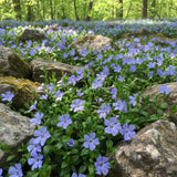 Pack of 25 Vinca Plants, Vinca Minor Ground Cover Plants, 6-8 Inc Tall, Periwinkle Plant Live for Outdoor Garden