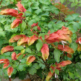2 Live Red Shrimp Plants, 4 to 6 Inc Tall, Shrimp Plants Live for Planting Outdoor Indoor