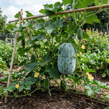 Winter Melon Live Plant in 4 Inches Pot, Wax Gourd Live Plant 4-8 Inches Tall, Home Garden Vegetable Plant for Outdoor Garden