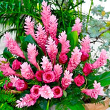 Pink Ginger Plant Live for Planting, Hawaiian Ginger Flower Plant, Tropical Ginger Plant Well-Rooted for Indoor Outdoor Growing, 5-9" Tall