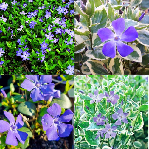 Pack 36 Mix Vinca Plants Live, Vinca Minor Vine, Periwinkle Plants Live Ground Cover for Planting Outdoors, from 6 Inc Tall
