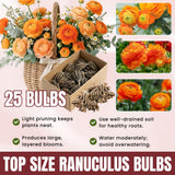 Ranunculus Bulbs, 25 Ranunculus Bulbs, French Peony Style Buttercup Corms, Spring Blooming Garden Flowers, Vibrant Flower Plant (Orange Ranunculus)