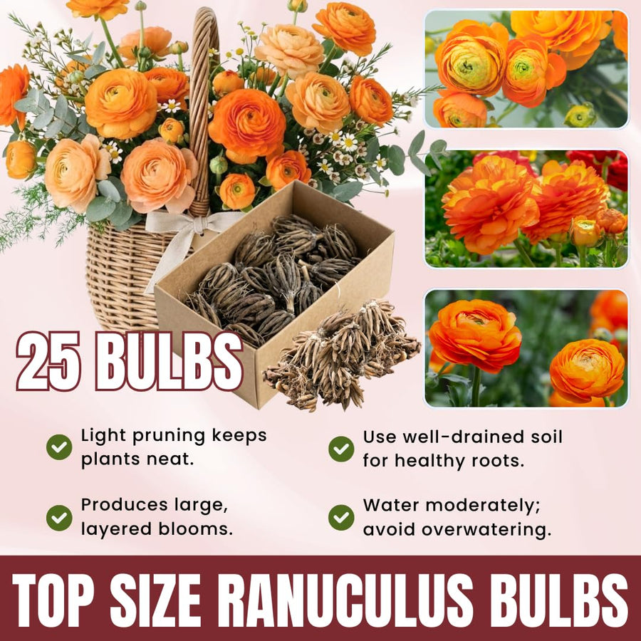 Ranunculus Bulbs, 25 Ranunculus Bulbs, French Peony Style Buttercup Corms, Spring Blooming Garden Flowers, Vibrant Flower Plant (Orange Ranunculus)