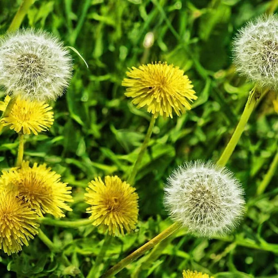Dandelion Live Plant in 4'' Pot, Hardy Yellow Dandelion Flower Plant, Live Dandelion Plant, Edible Herb for Garden, 4-6 Inch Tall
