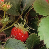 2 Strawberry Plants Live, Sweet Strawberry Fruit Live Plant in 2'' Pot, 4-6 Inc Tall, Outdoor Planting
