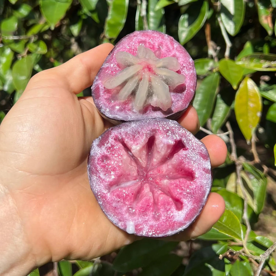 Purple Star Apple Tree Live Plant, 2-3 Feet, in 1 Gallon Pot, Tropical Fruit Tree