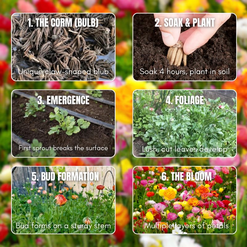 25 Mix Large Ranunculus Bulbs for Planting, Ranunculus Corms, Buttercup Flower Bulbs Spring Fall Growing