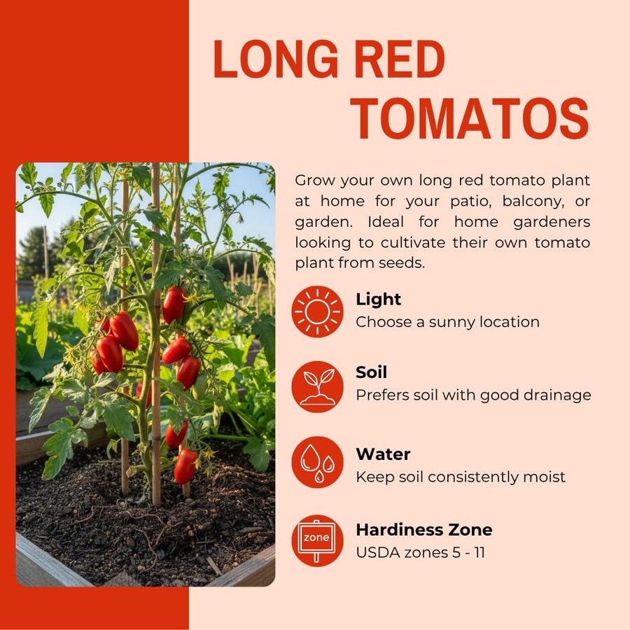 500 Long Red Tomato Seeds for Planting, Tomato Seeds, Heirloom Vegetable Seed, Sweet Tomatoes for Container and Outdoor Planting