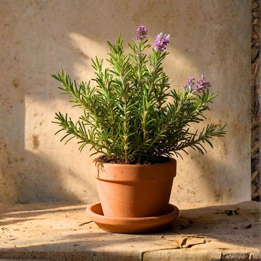 Set 2 Rosemary Plants Live 4-6'' Tall, Upright Rosemary Herb Plants, Container and Garden Planting